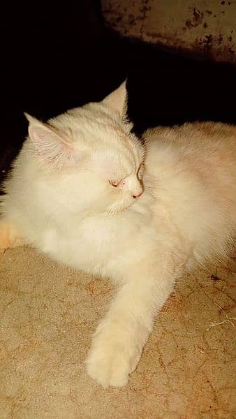 Persian Female Cat 1