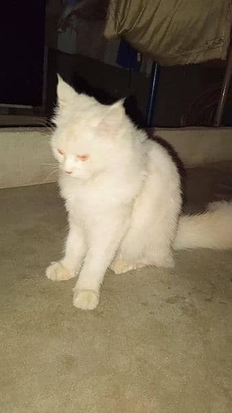 Persian Female Cat 2