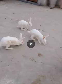 beautiful rabbits