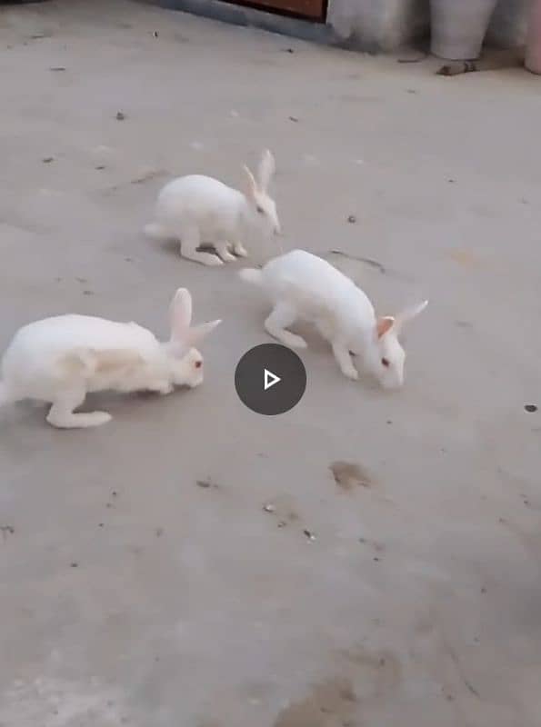 beautiful rabbits 0