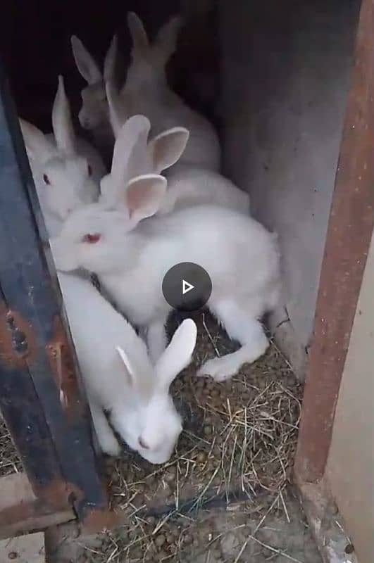 beautiful rabbits 1