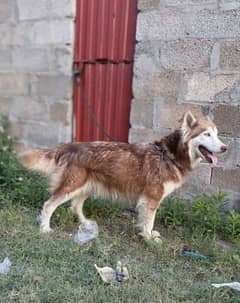 Brown Husky Female For Sale