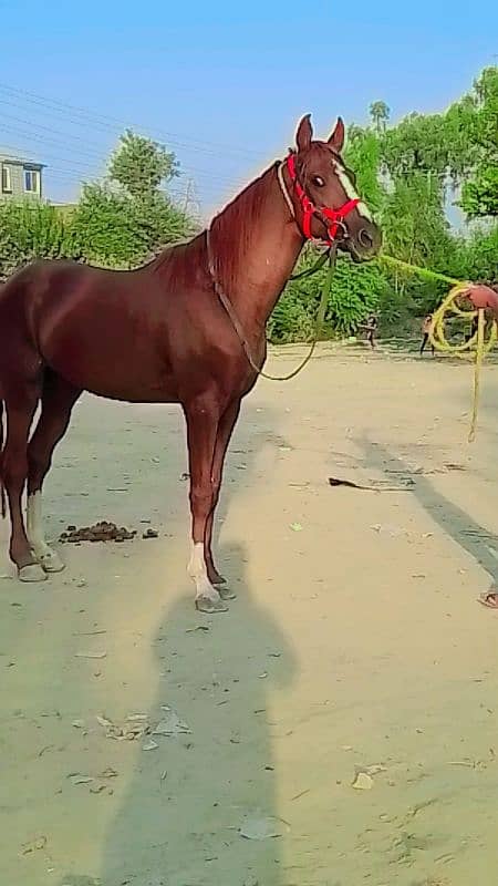 pure Arab horse 1