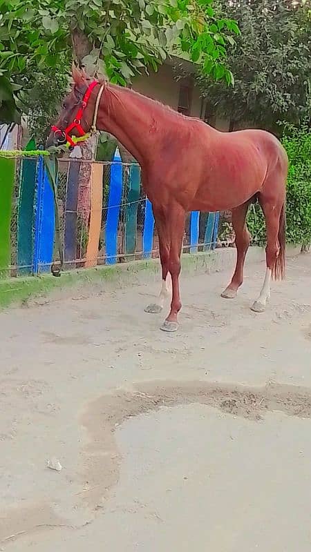 pure Arab horse 2