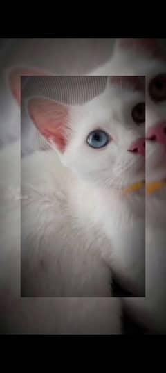 Heterochromia