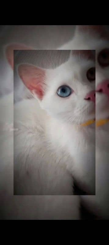 Heterochromia Cat 0