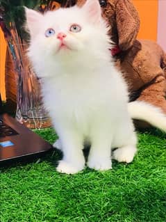 GiFT QUALITY PERSIAN PUNCH FACE TRIPLE COATED KITTENS (cash on delivry