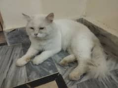 Persian adult cats for sale