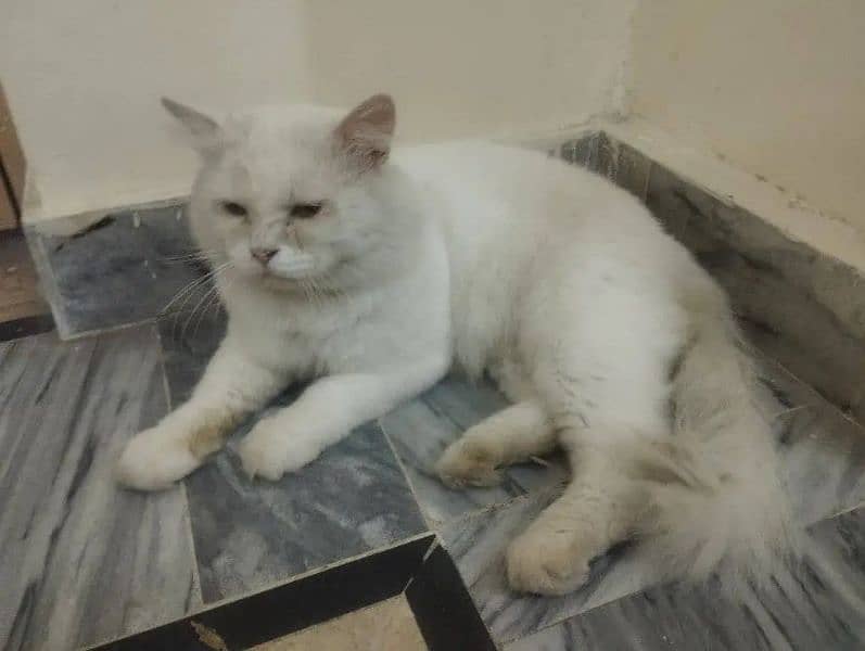 Persian adult cats for sale 0