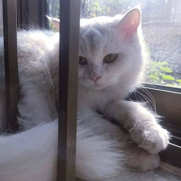 Persian adult cats for sale 1