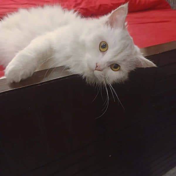 Persian adult cats for sale 2