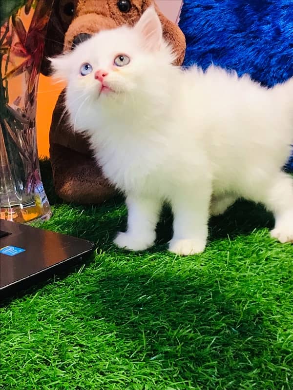 KITTENS SALE MELA pure breed triple coated kittens healthy cashondeliv 5