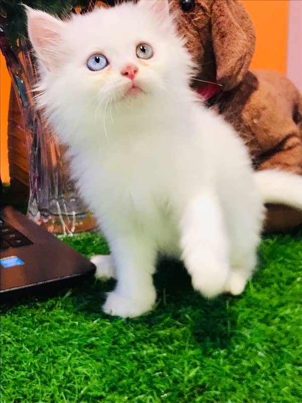 KITTENS SALE MELA pure breed triple coated kittens healthy cashondeliv 7