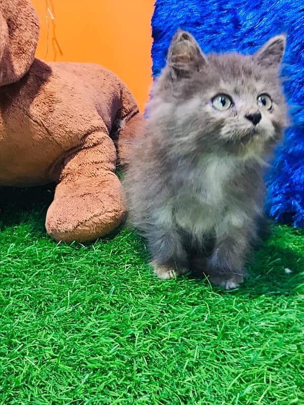 KITTENS SALE MELA pure breed triple coated kittens healthy cashondeliv 10