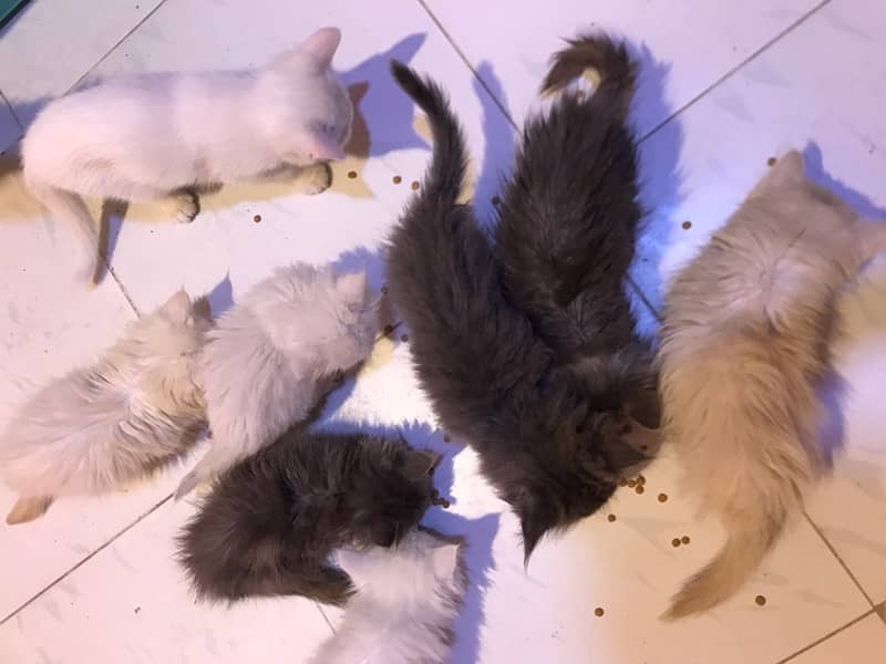 KITTENS SALE MELA pure breed triple coated kittens healthy cashondeliv 15