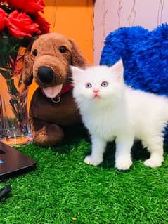 pure breed kittens for sale punch face triple coat gift quality health