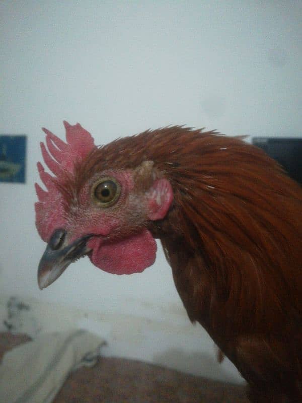 2 Desi Murga For Sale Rooster 3