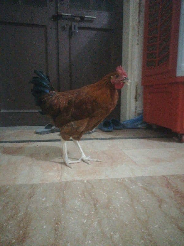 2 Desi Murga For Sale Rooster 4