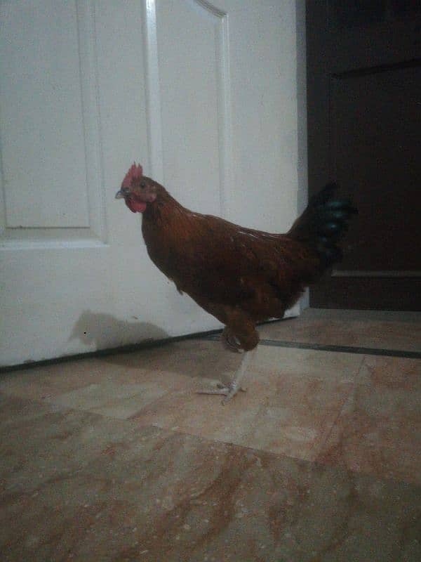 2 Desi Murga For Sale Rooster 5