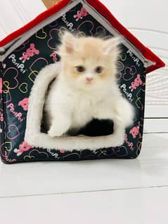 IMPORTED QUALITY PERSIAN KITTENS AVAILABLE 03207679060 WHSTTAAPP