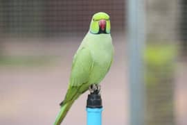 ringneck parrot male