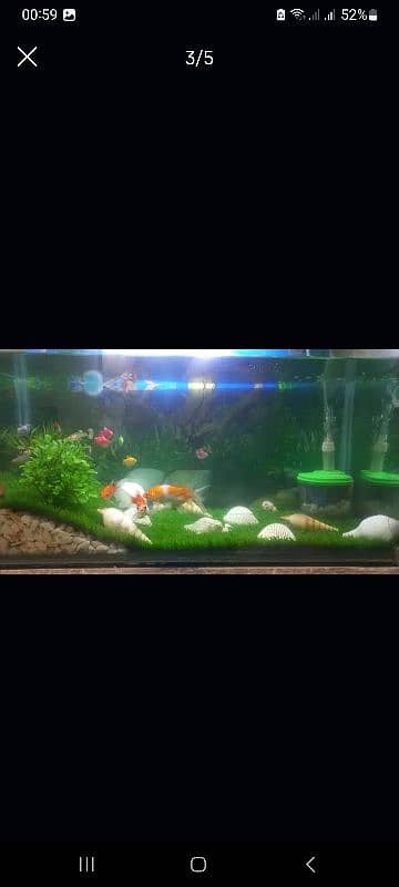 aquarium for sale 4