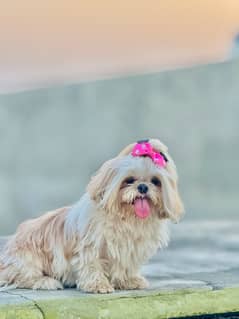 shihtzu