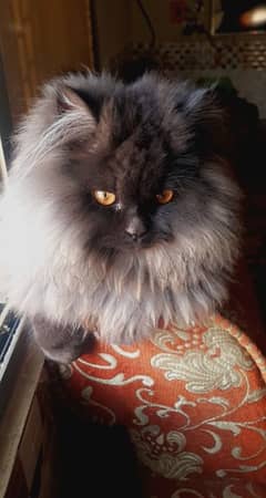 PERSIAN MALE CAT