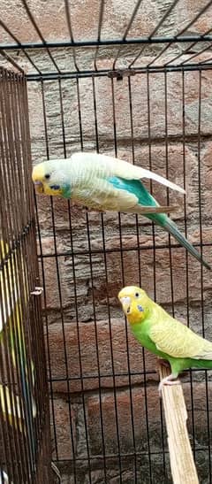 rainbow budgies for sale