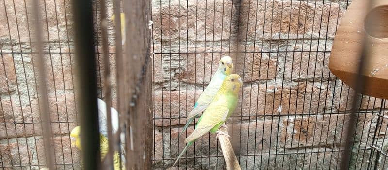 rainbow budgies for sale 1