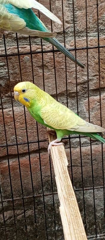 rainbow budgies for sale 2