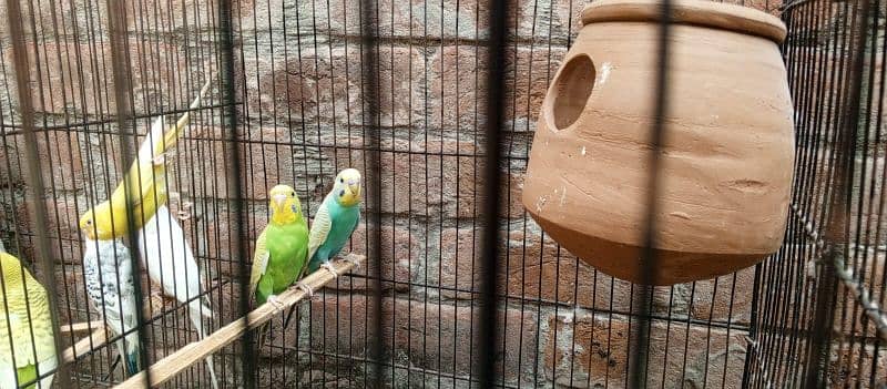 rainbow budgies for sale 3