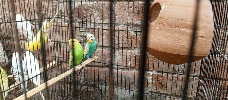 rainbow budgies for sale 4