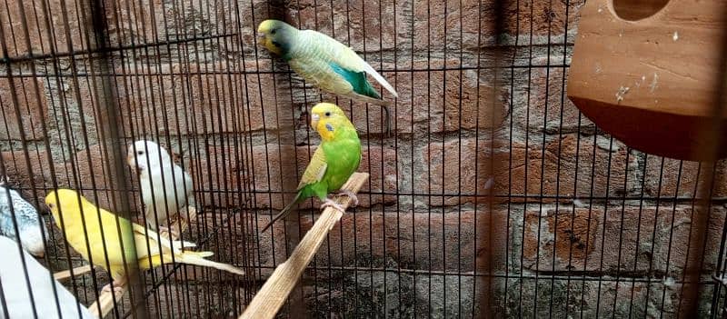 rainbow budgies for sale 5