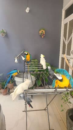 macaw , cockatoo , Grey , conures and ringnecks