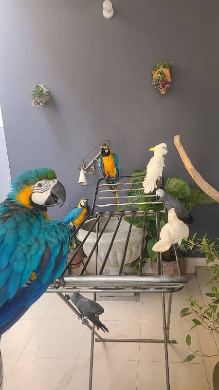 macaw , cockatoo , Grey , conures and ringnecks 1