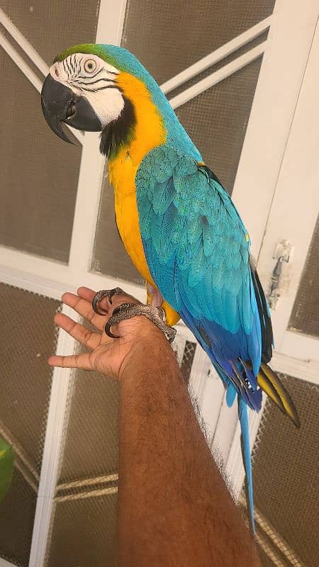 macaw , cockatoo , Grey , conures and ringnecks 2