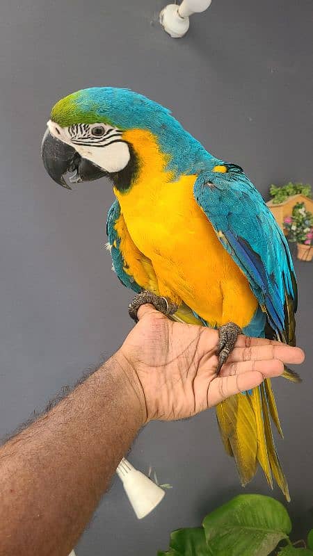 macaw , cockatoo , Grey , conures and ringnecks 3