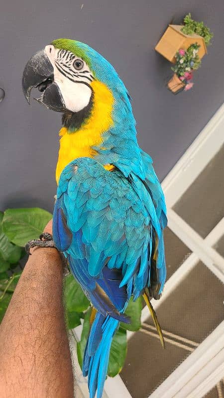 macaw , cockatoo , Grey , conures and ringnecks 4