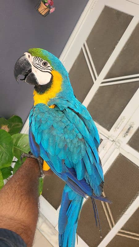 macaw , cockatoo , Grey , conures and ringnecks 5