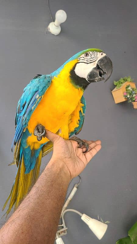 macaw , cockatoo , Grey , conures and ringnecks 6