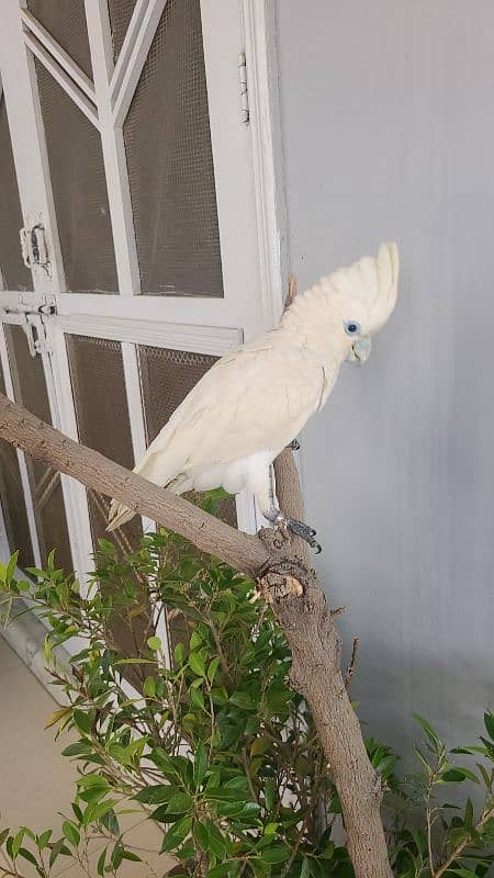 macaw , cockatoo , Grey , conures and ringnecks 8