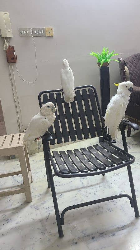 macaw , cockatoo , Grey , conures and ringnecks 9