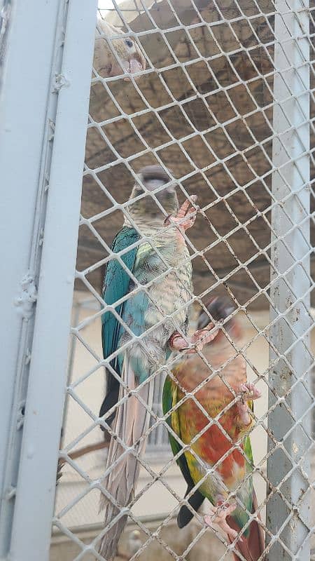 macaw , cockatoo , Grey , conures and ringnecks 12