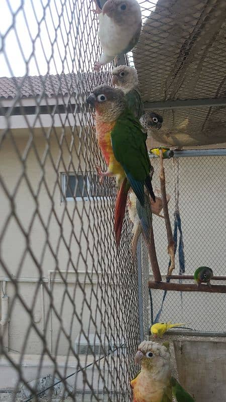 macaw , cockatoo , Grey , conures and ringnecks 14