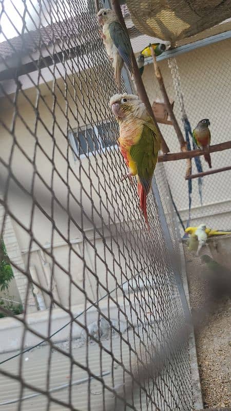 macaw , cockatoo , Grey , conures and ringnecks 15