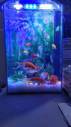 fish and aquarium for sale