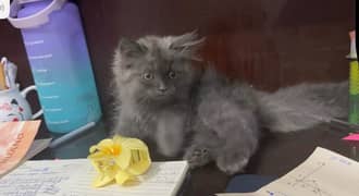 beautiful grey kitten cat 03318469577 0