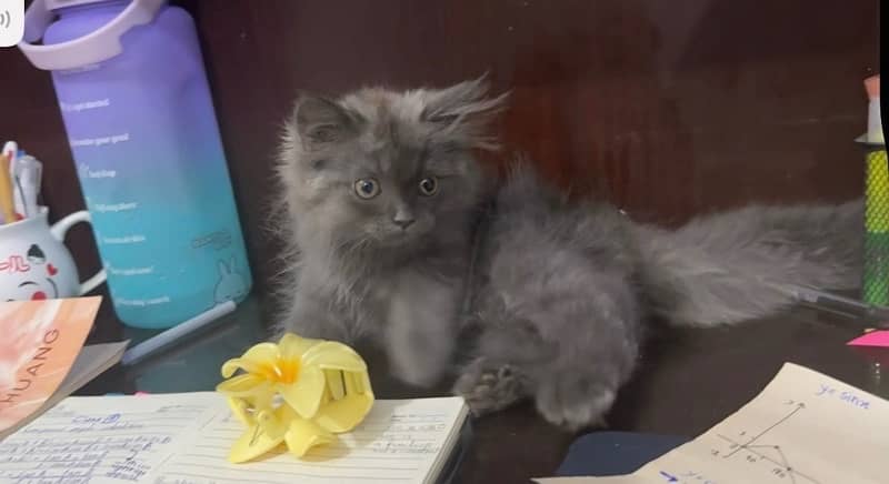 beautiful grey kitten cat 03318469577 0