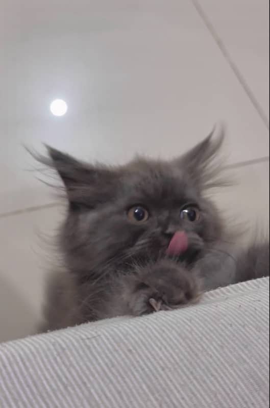 beautiful grey kitten cat 03318469577 1